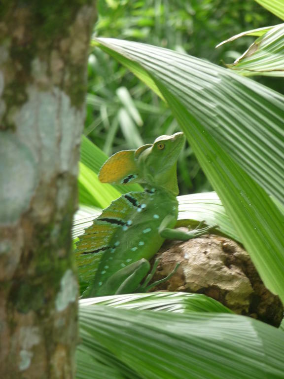 Topos Tree House Cahuita Dış mekan fotoğraf