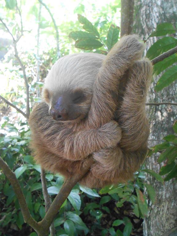 Topos Tree House Cahuita Dış mekan fotoğraf