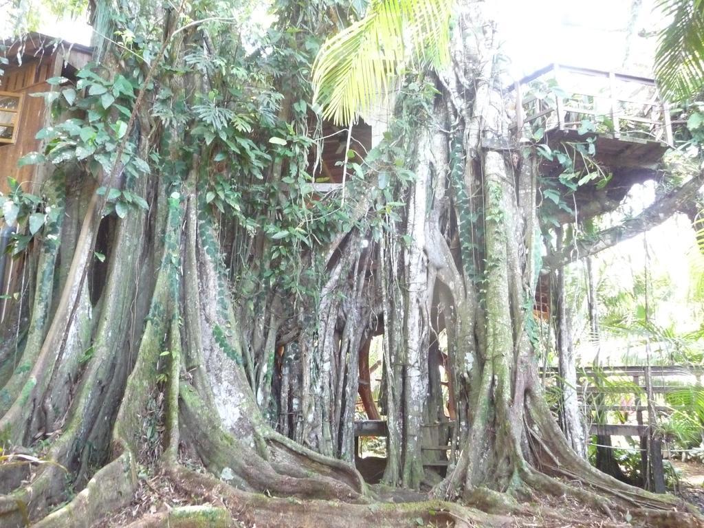 Topos Tree House Cahuita Dış mekan fotoğraf