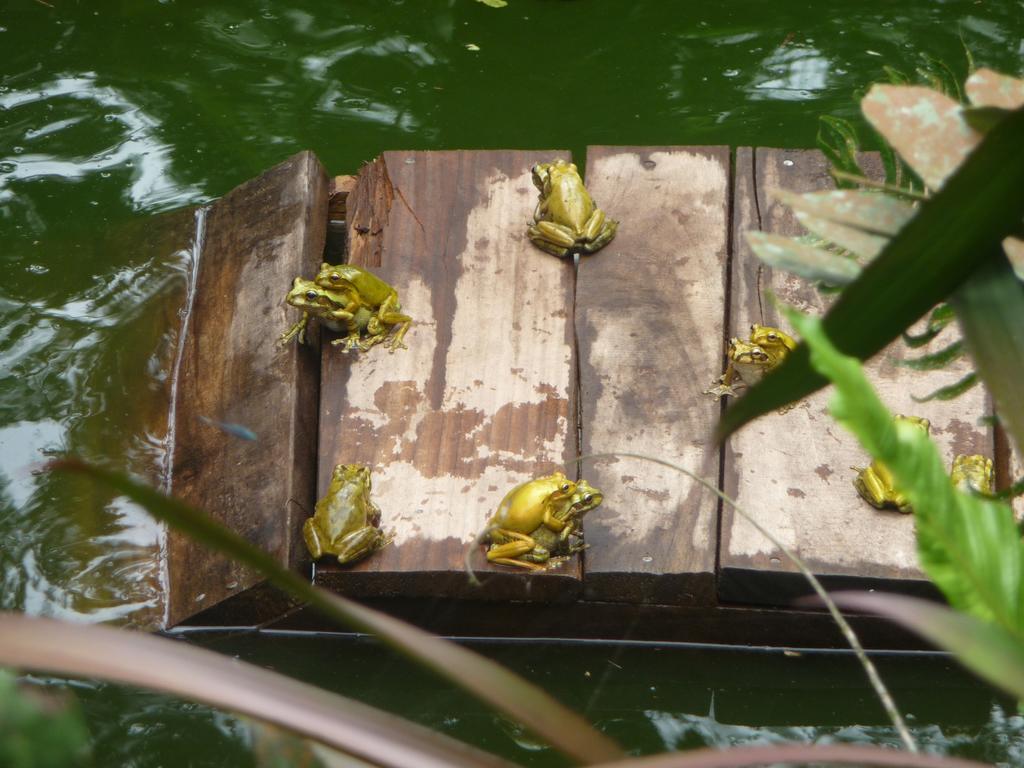 Topos Tree House Cahuita Dış mekan fotoğraf