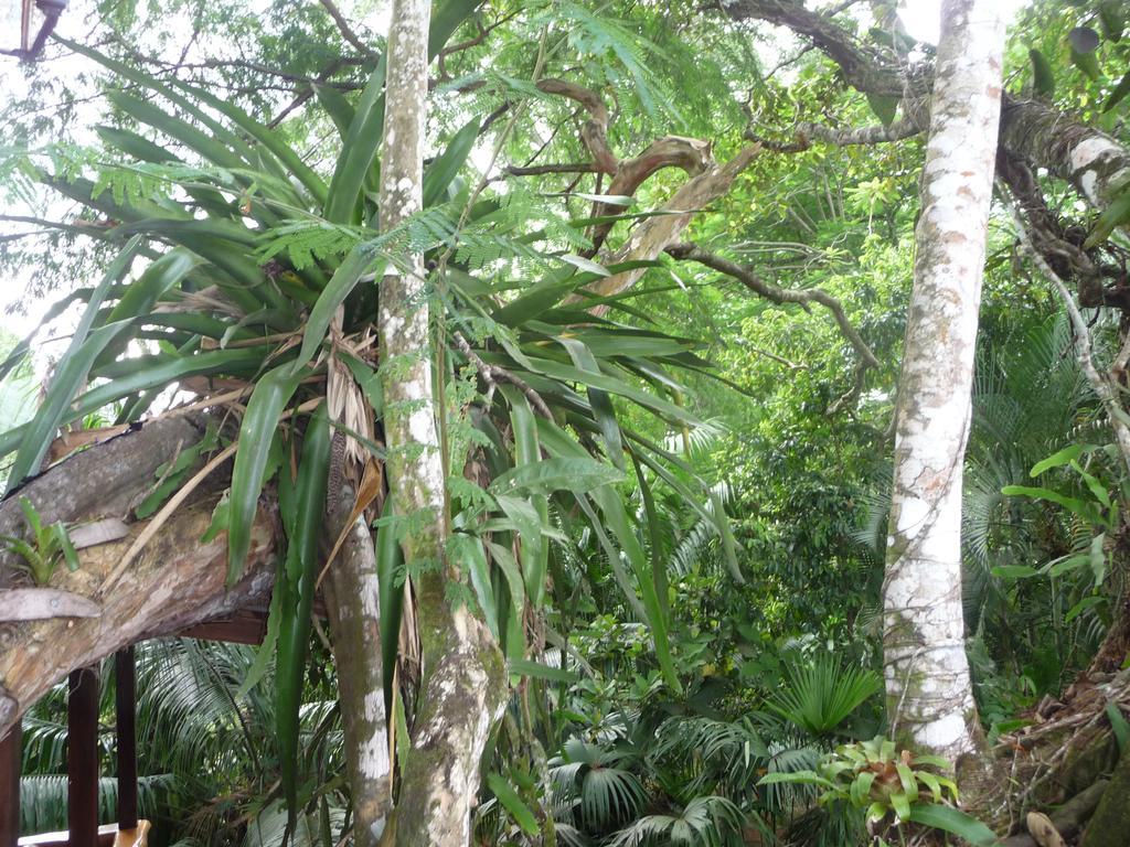 Topos Tree House Cahuita Dış mekan fotoğraf