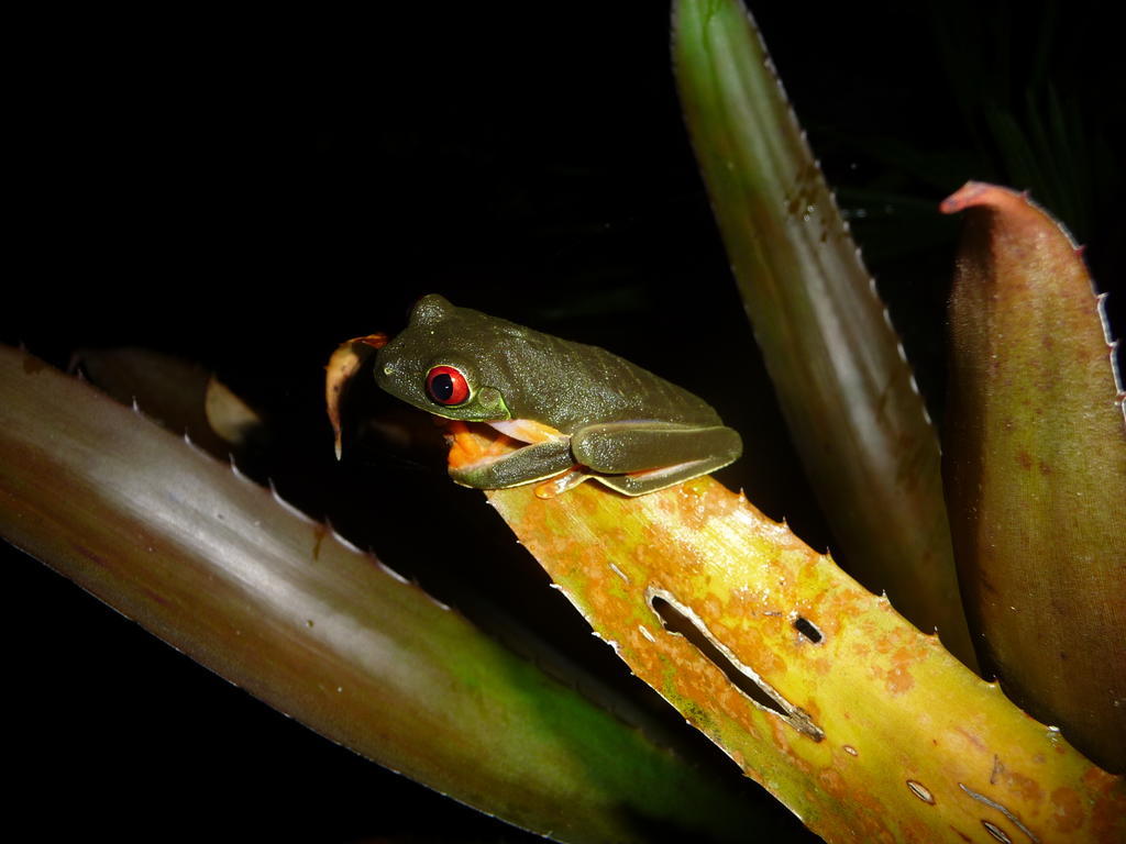 Topos Tree House Cahuita Dış mekan fotoğraf