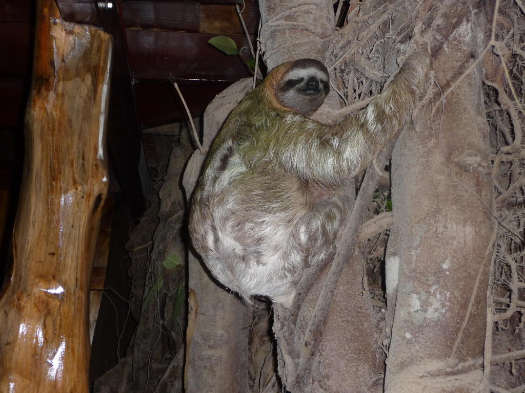 Topos Tree House Cahuita Dış mekan fotoğraf
