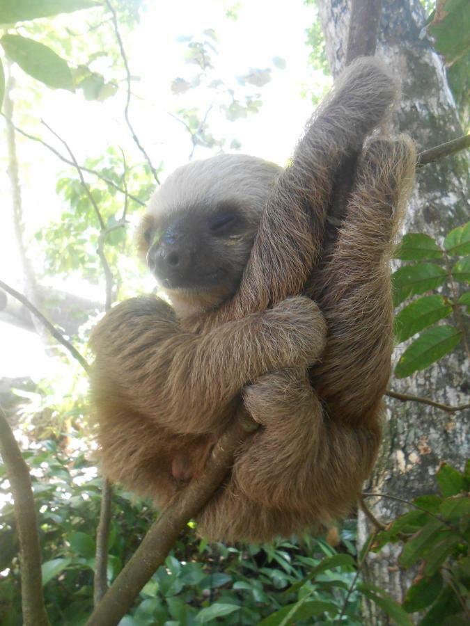 Topos Tree House Cahuita Dış mekan fotoğraf